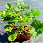 Jahoda ananásová - Pineberry (Fragaria × ananassa) ´SNOW WHITE´ - P9